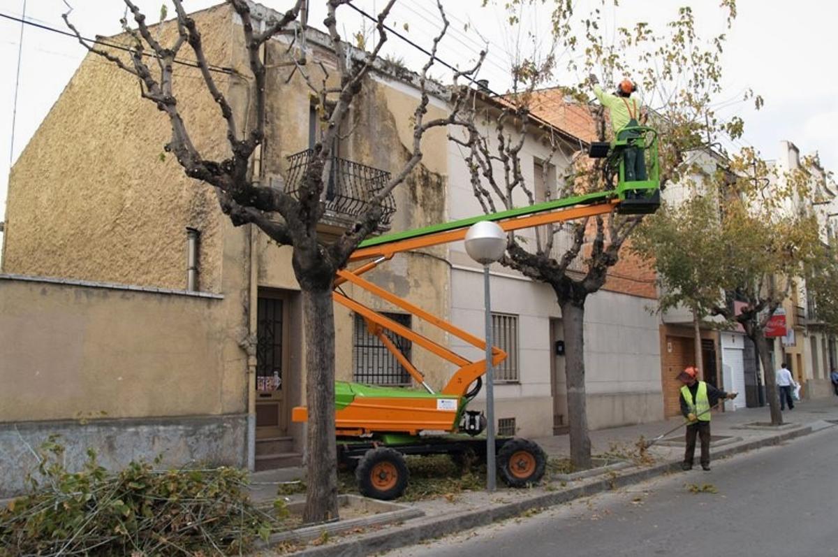 Mollet del Vallès comença la campanya de poda d’hivern de l’arbratge de la ciutat Mollet del Vallès comença la campanya de poda d’hivern de l’arbratge de la ciutat