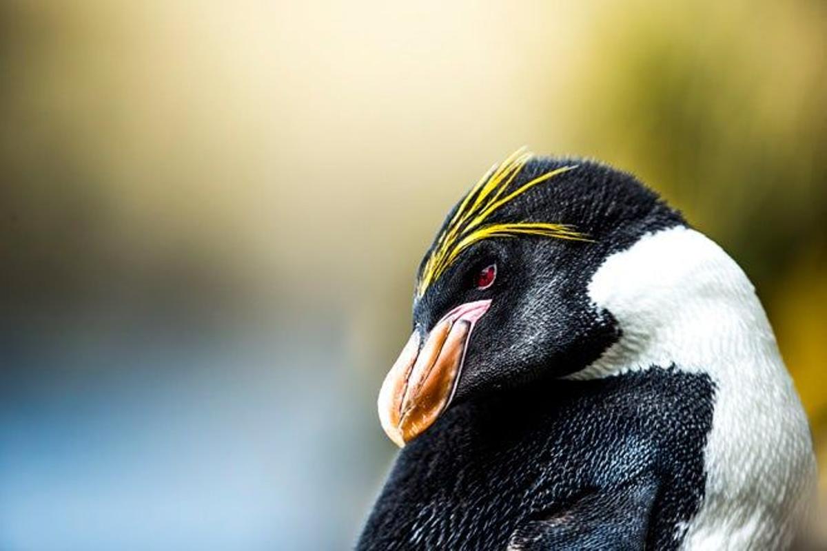 Pingüino macarrones o pingüino de penacho anaranjado