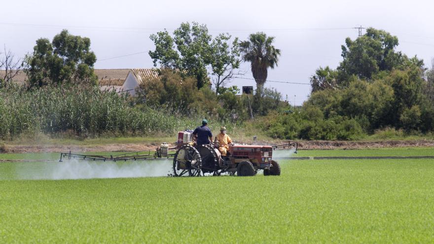 Campo de arroz cerca de l&#039;Albufera