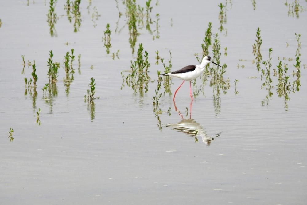 Flamencos y todo tipo de aves en la Laguna de Villena