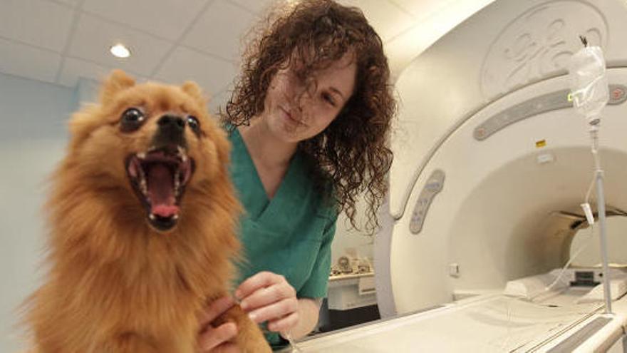 Un can enfermo abre su boca en la consulta del veterinario.