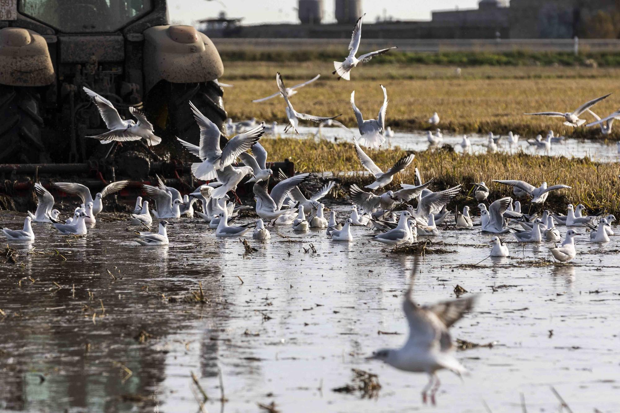 L'Albufera y su biodiversidad disfrutan de una caudal histórico