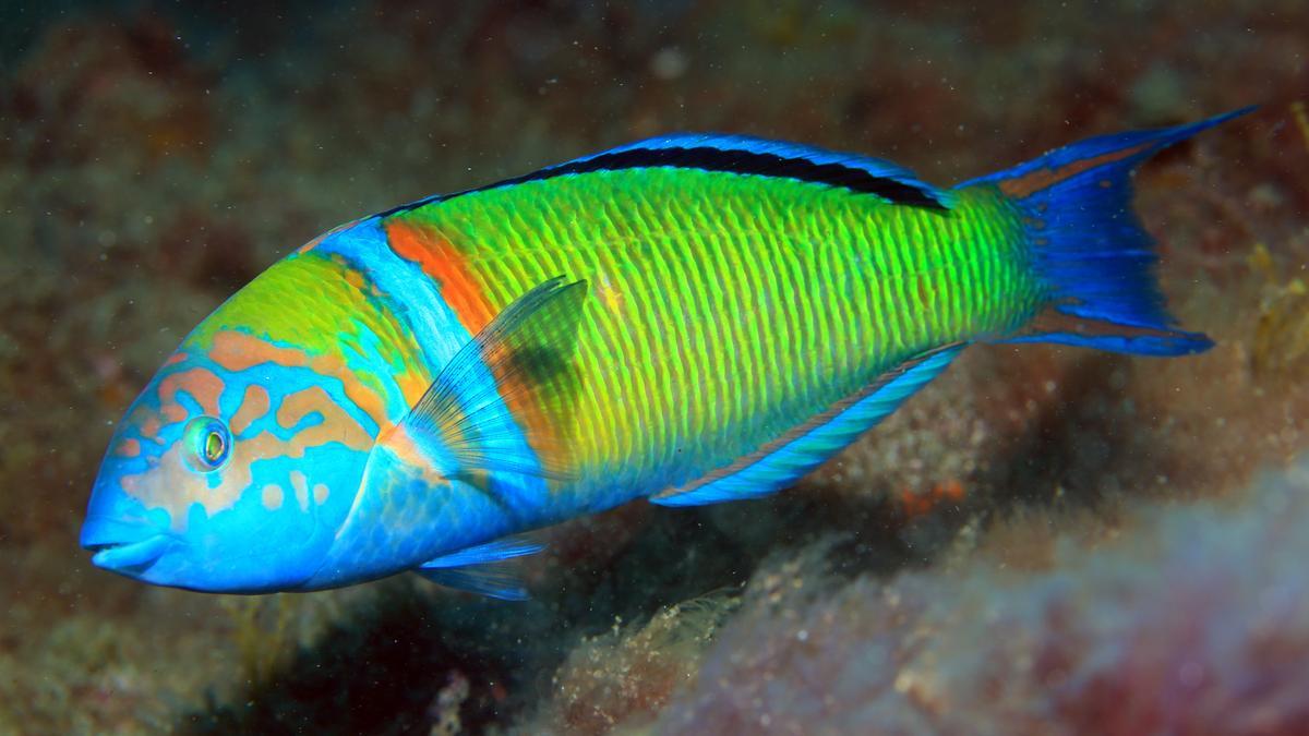 El ‘peje’ grande se come al chico