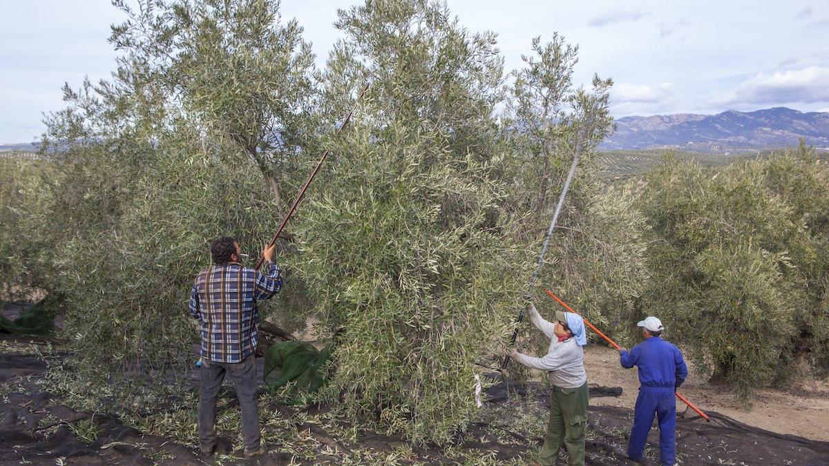 Aceituneros en Carzola.