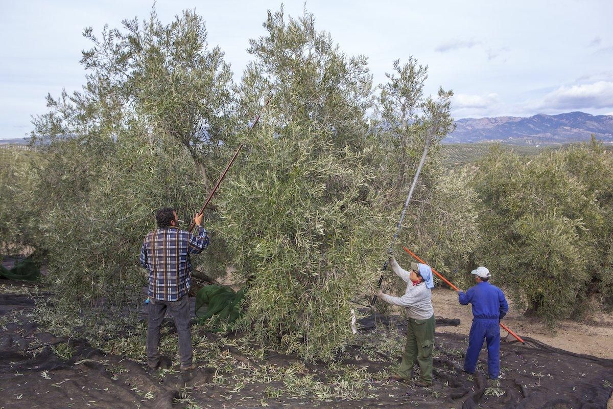 Aceituneros en Carzola.