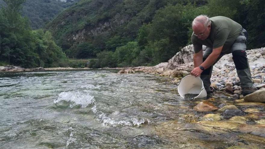 Antón Caldevilla, repoblando el río Sella con alevines de trucha ayer en Amieva.