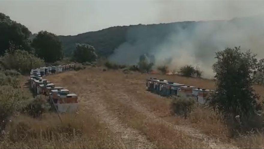 Las abejas abandonan las colmenas - Levante-EMV