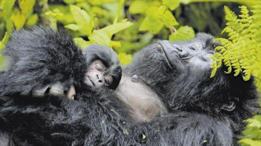Los gorilas de montaña inician su recuperación