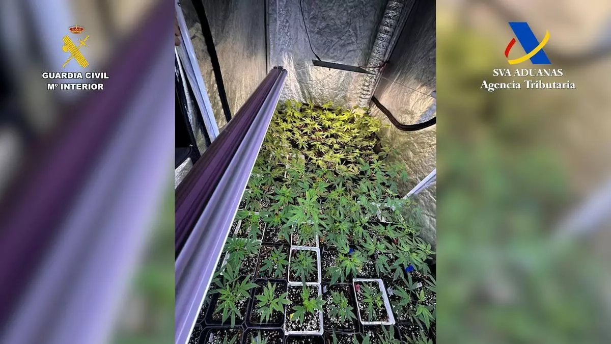 Dos detenidos tras el desmantelamiento de dos plantaciones de marihuana en el norte de Tenerife con casi 450 plantas
