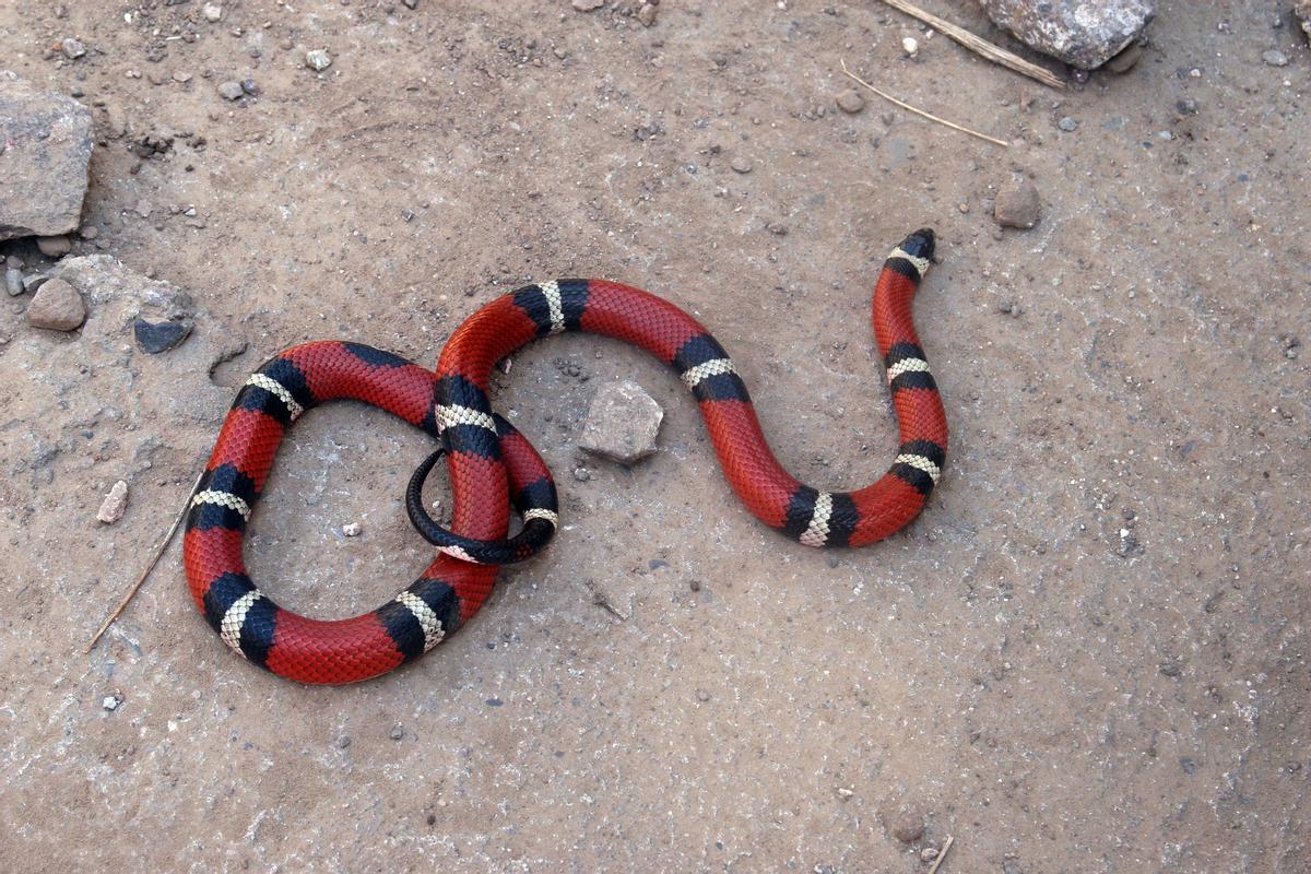 Hoy es el Día Mundial de las Serpiente: ¿Qué hacer si nos encontramos con una?