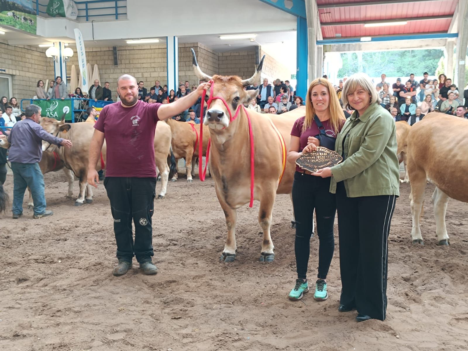 Concurso subasta nacional de asturiana de los valles en Cangas del Narcea