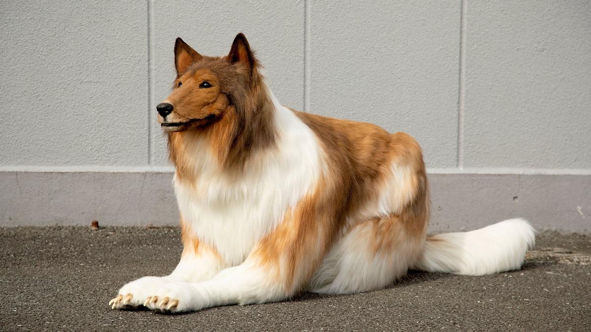 El impresionante disfraz de perro de raza de Collie.