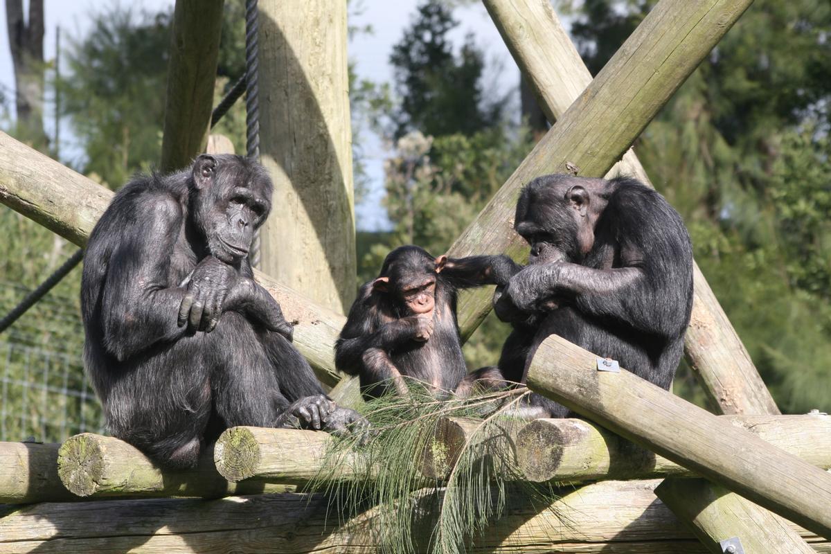 Varios chimpancés en el zoo Hamilton de Nueva Zelanda.