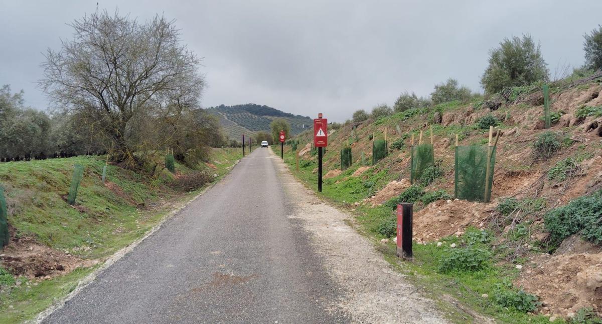 Intervención en la Vía Verde del Aceite, a su paso por Puente Genil. | CÓRDOBA