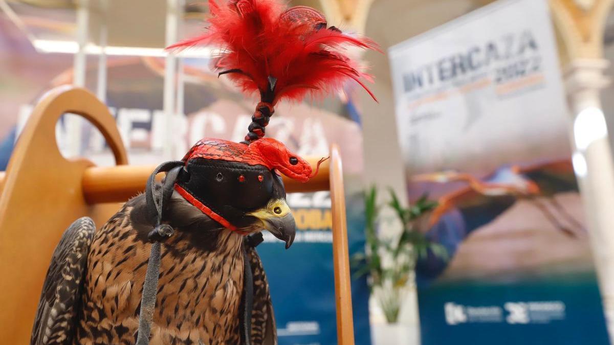 Un halcón entrenado para la cetrería, en la inauguración de Intercaza 2022.