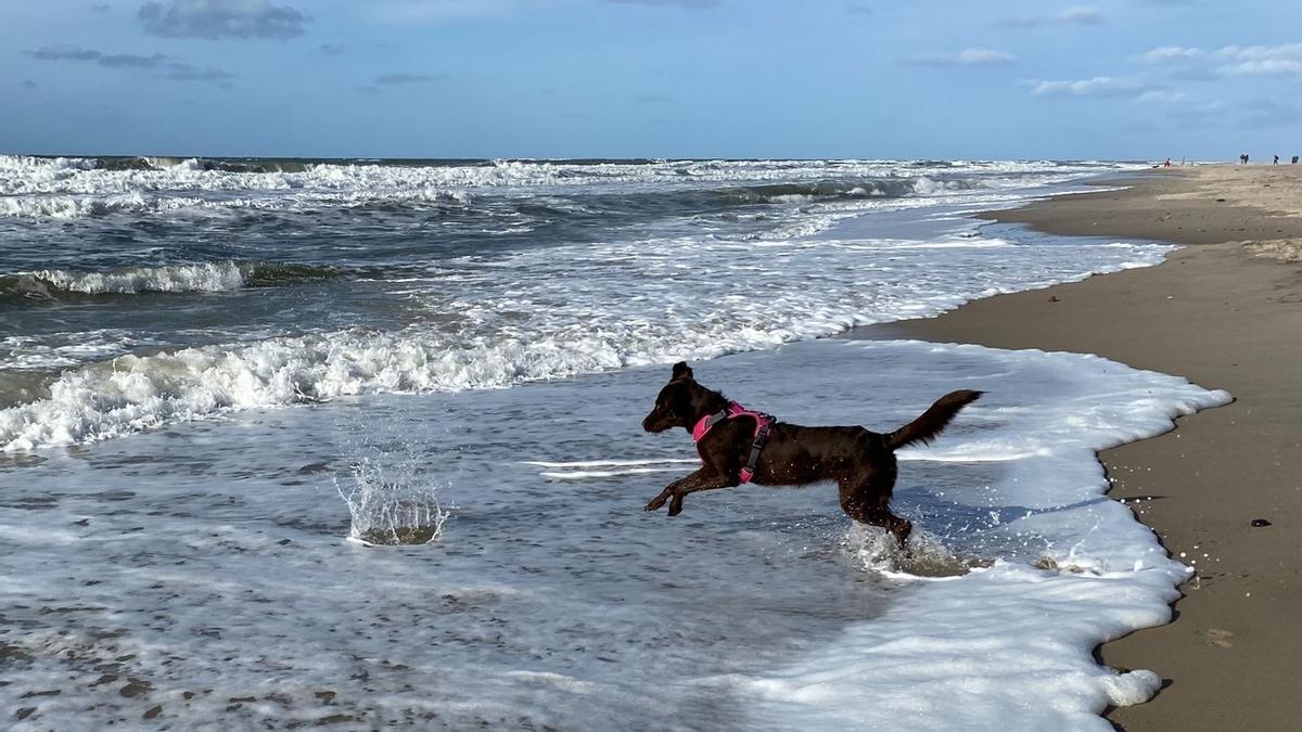 primer ministro Descripción Centímetro PLAYAS PARA PERROS EN CANARIAS: Estas son las playas para perros en Canarias