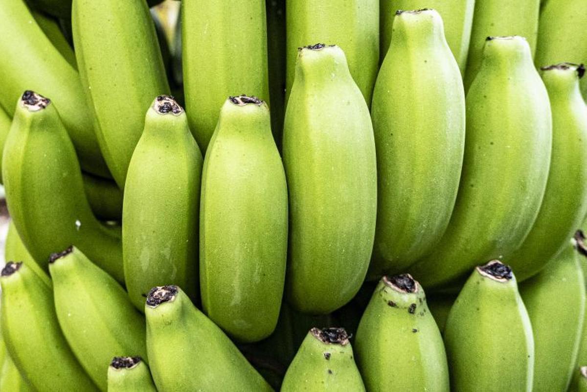 Piña de plátanos de Canarias en finca.