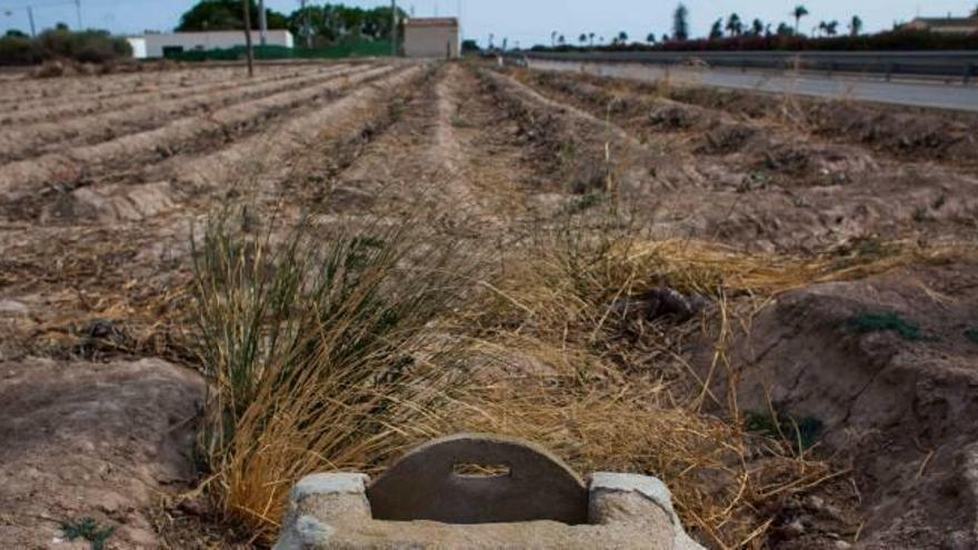El Consell ocupará suelo agrícola abandonado para arrendarlo para cultivos