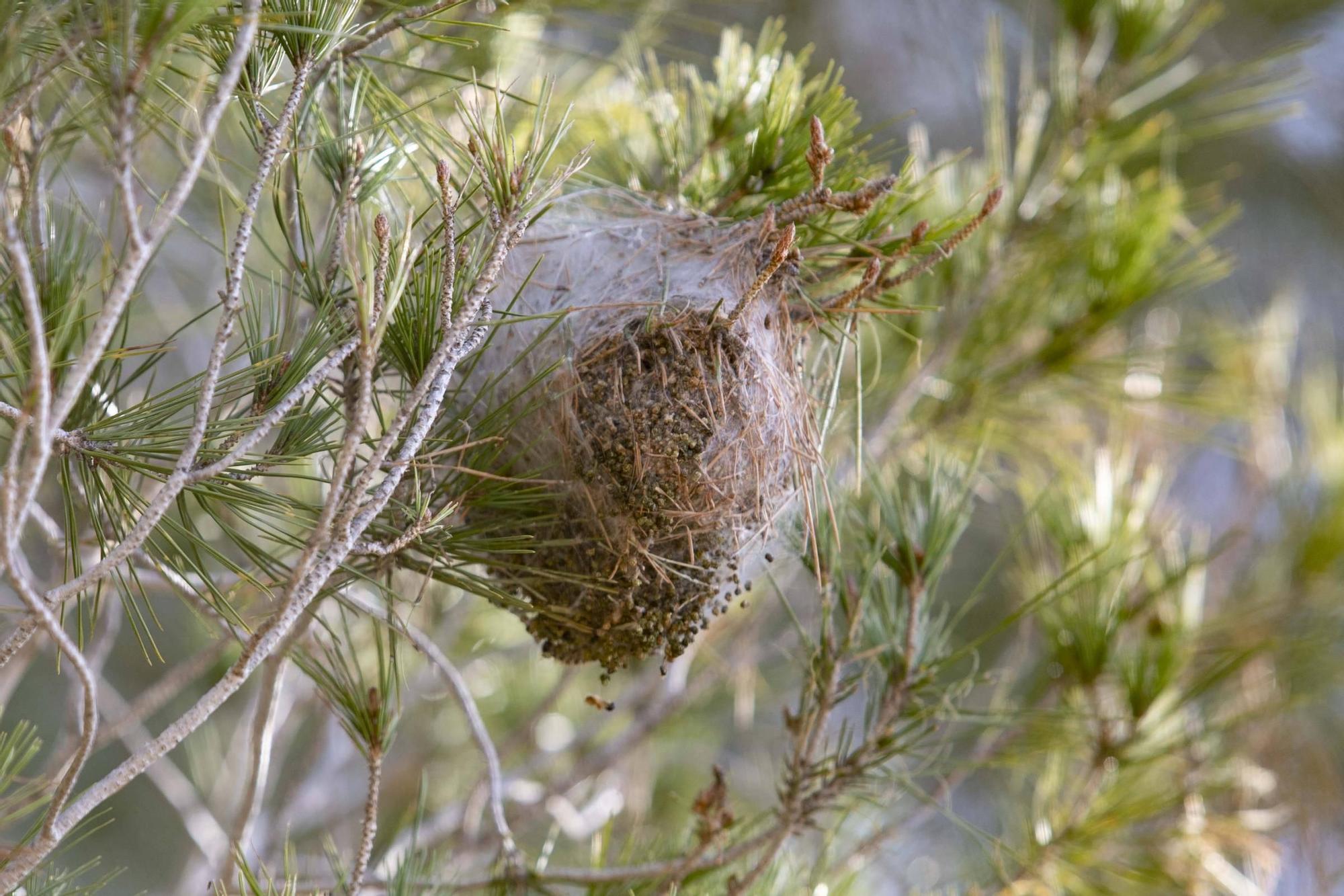 La procesionaria, una plaga que se expande en las zonas naturales