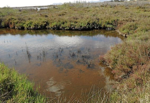 Albufera