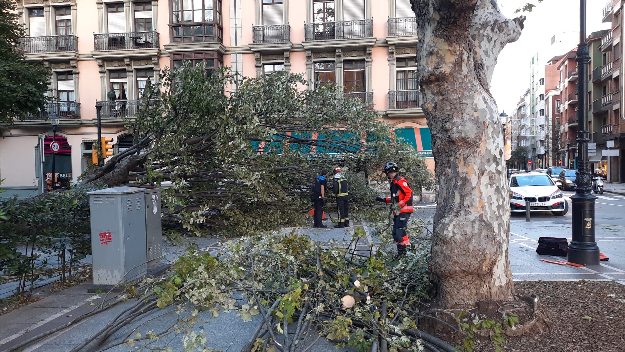 Un gran árbol cae sobre un paso de peatones en San Bernardo (Gijón)