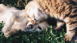 Los animales que ya no puedes tener más en casa