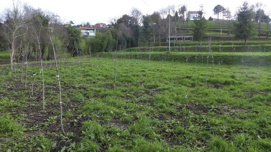Parcela del Centro de Recuperación de la Fauna de Oleiros. |  LOC
