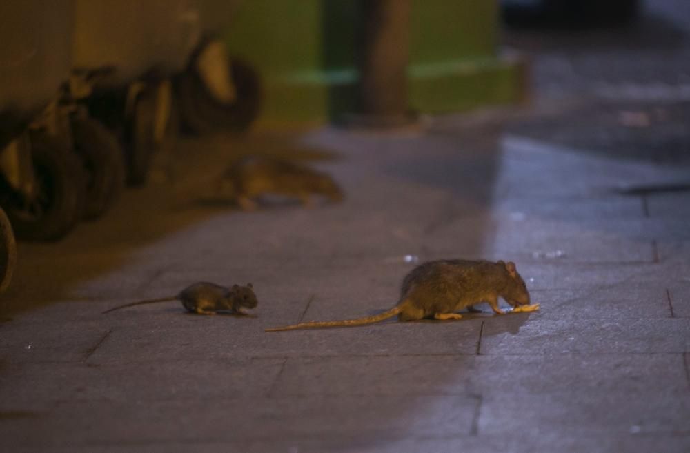 Las ratas recorren el Casco Antiguo a plena luz de