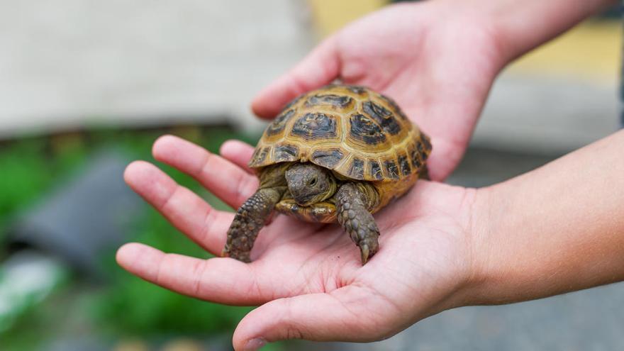 Las tortugas son &quot;portadores asintomáticos&quot; de salmonela.