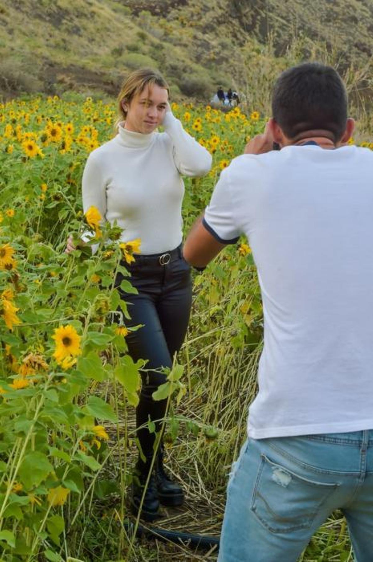 Girasoles en Guayedra (Agaete)