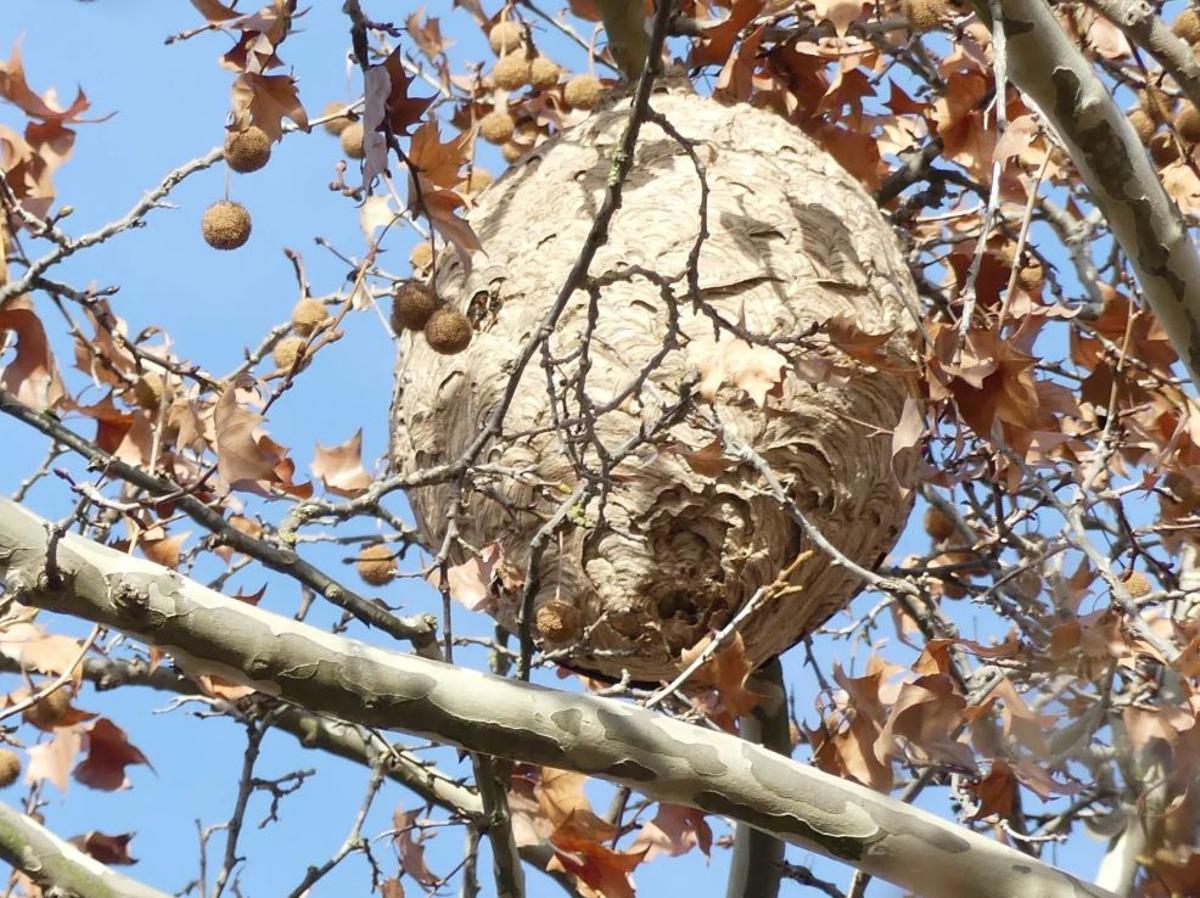 Un niu fotografiat el gener del 2022 en un plàtan del Parc del Cardener, prop del Pont Nou, a Manresa