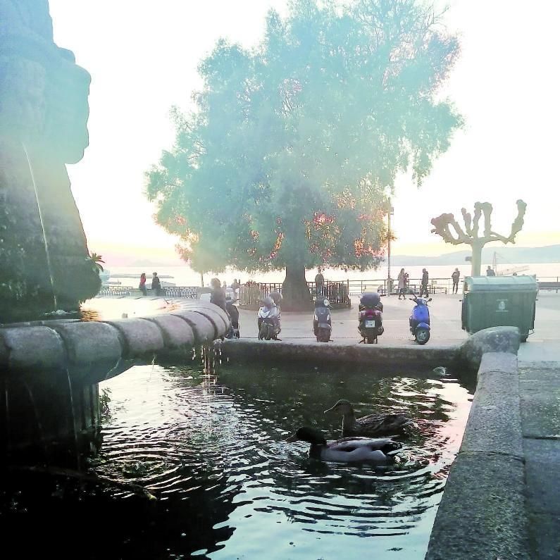 Al agua, patos