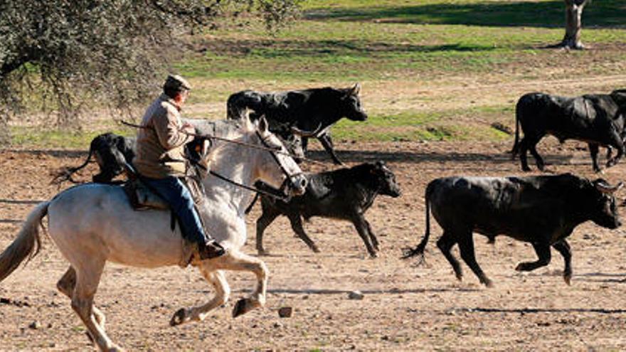 Adolfo Marín interviene directamente en el manejo de sus toros.