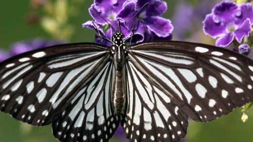 ¿Qué pasa con las mariposas?