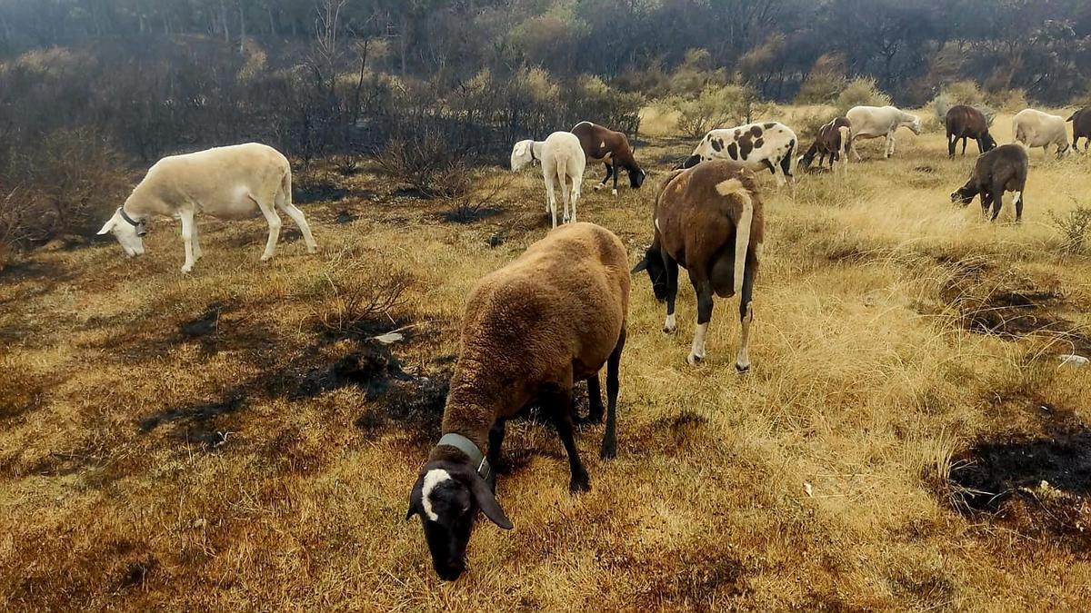 Ovejas pastando sobre la superficie calcinada de la Sierra de la Culebra.