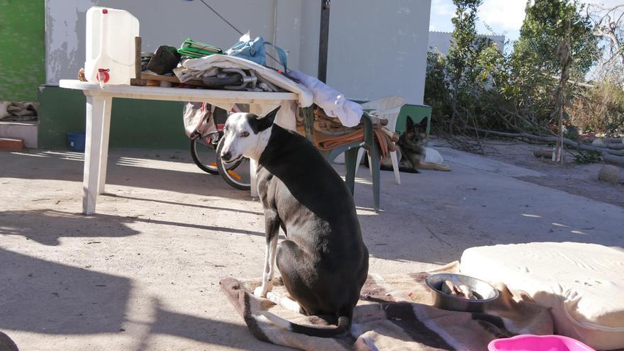 La segunda vida de la perra a la que su dueño le arrancó los dientes en la Vilavella