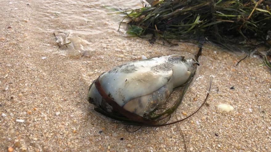 Este es el misterioso animal que ha aparecido este lunes en los arenales de Cabo da Cruz, en Boiro.