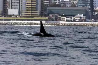 Varias orcas atacan a un velero en las inmediaciones del litoral de Ceuta