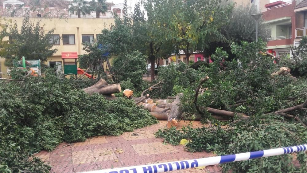 Desbroce de árboles en Paterna