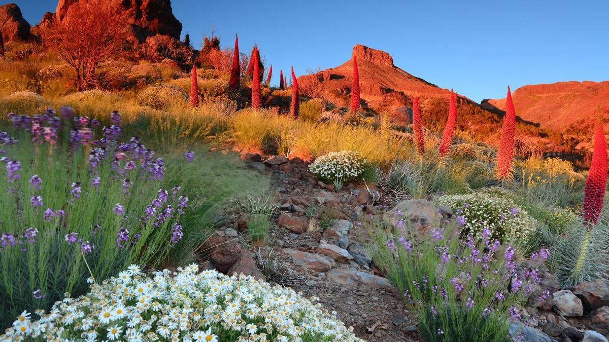 Subida al Teide.