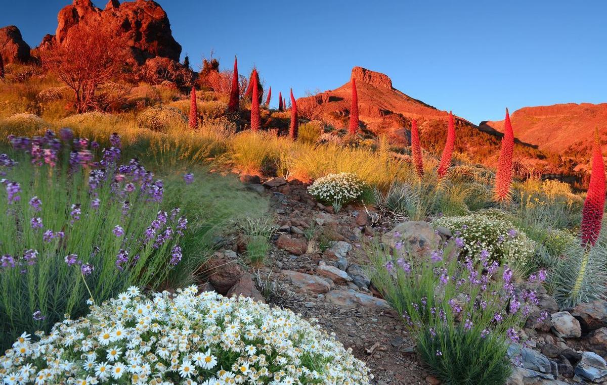 Subida al Teide.