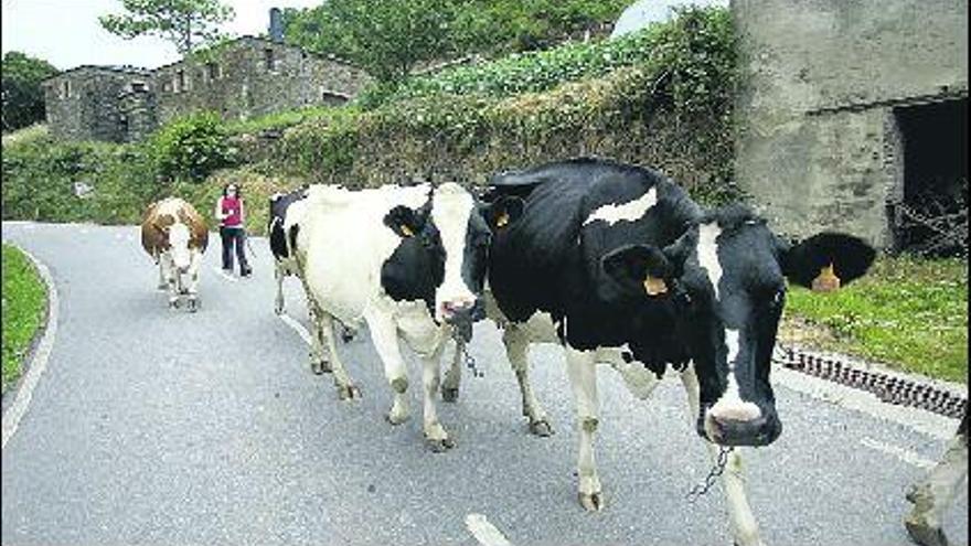 Los ganaderos de leche afirman que desde enero han perdido 25 millones