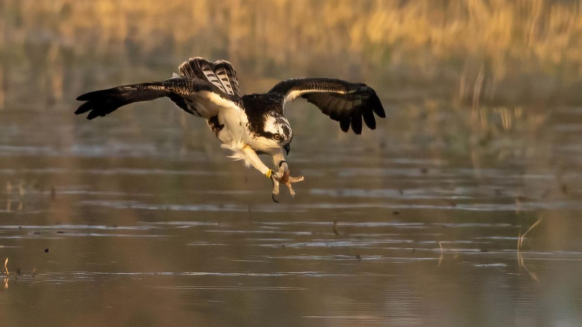 Un de los sorprendentes vuelos a ras de agua del águila pescadora &quot;Estell&quot;