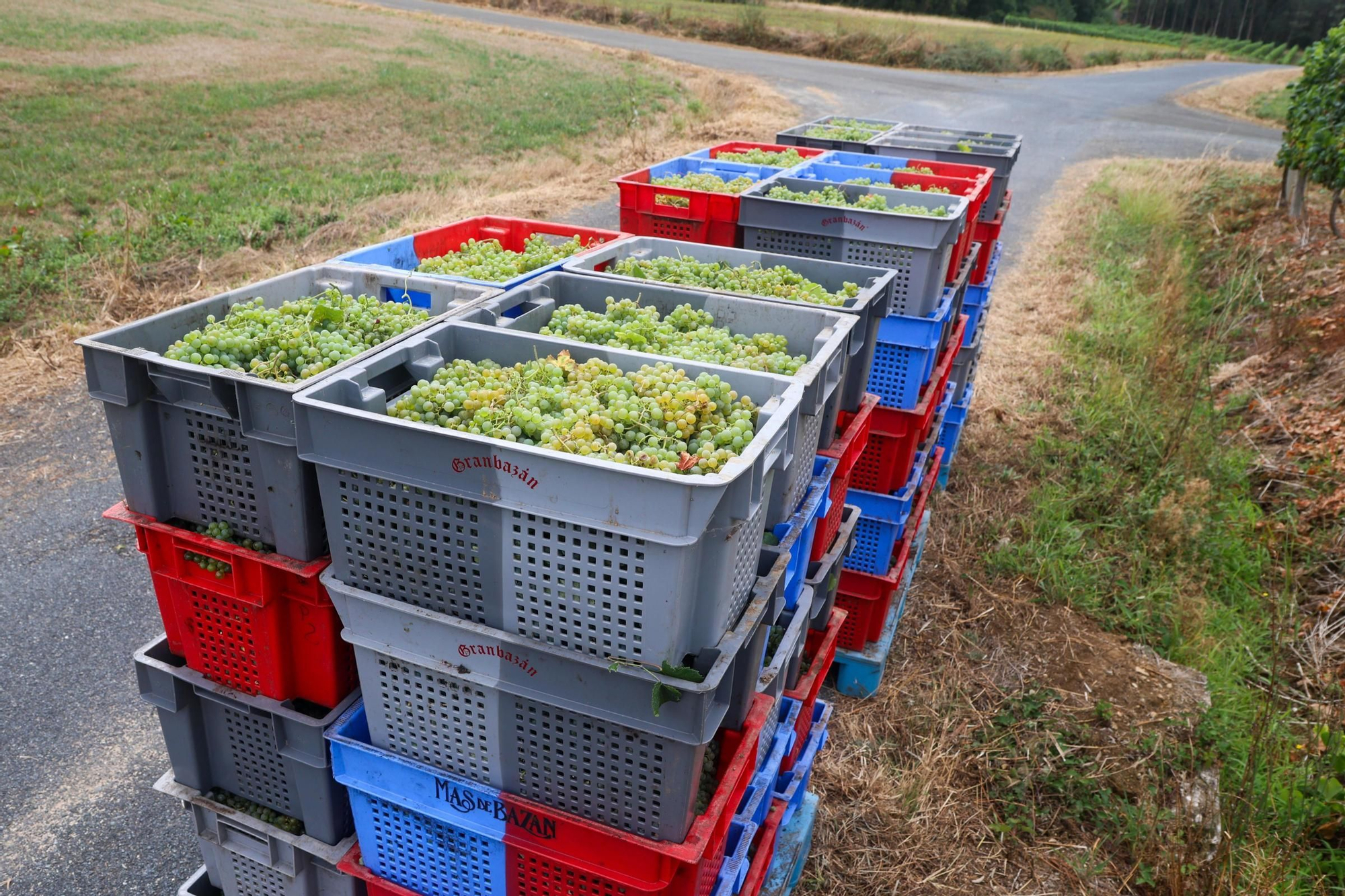 Recolección de uva para el primer espumoso de la bodega arousana Granbazán (O Salnés) en una parcela de Vedra (Ribeira do Ulla).