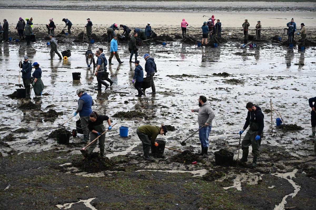 Mariscadoras limpiando el interior de la ría de Pontevedra, ayer.
