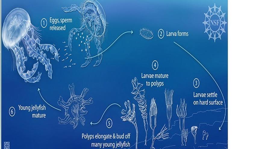 Proceso biológico de la medusa inmortal