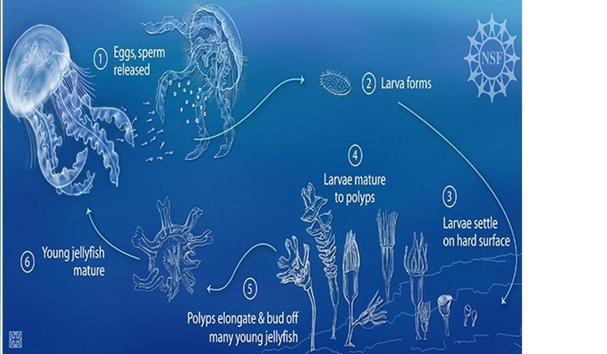 Proceso biológico de la medusa inmortal