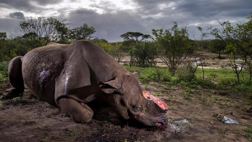 El drama de un rinoceronte, premio a la Mejor Fotografía de Naturaleza 2017