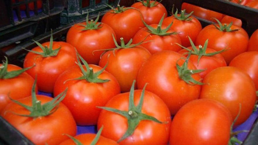 El tomate canario de exportación cierra el año con una caída de 6.624 toneladas