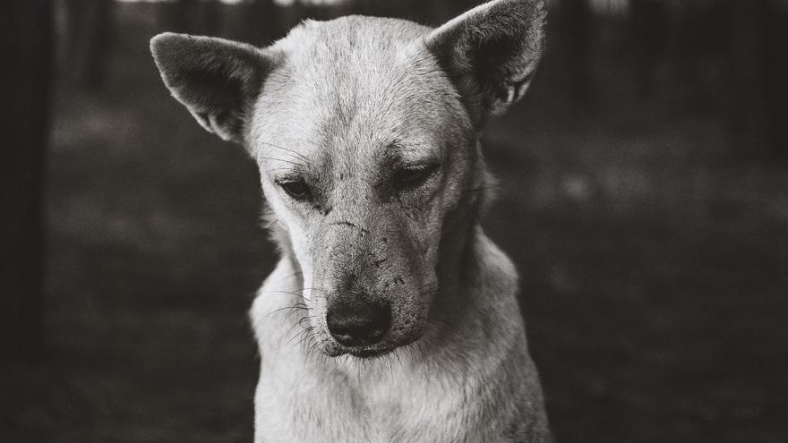 Canarias autoriza la caza de perros y gatos y desata la polémica